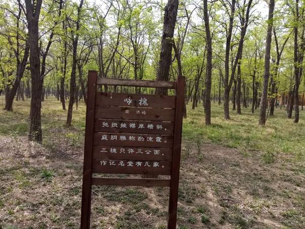 以槐為媒，約你一起遇見美麗孤島