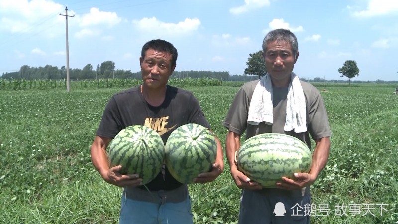 河南西瓜便宜難賣(mài) 愛(ài)心老板購(gòu)10萬(wàn)斤送人遭哄搶