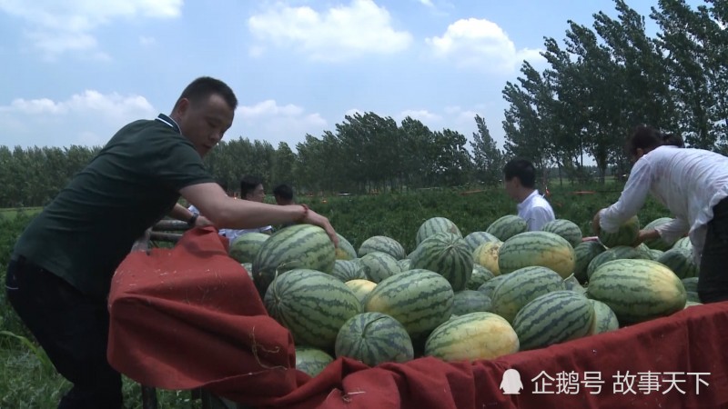 河南西瓜便宜難賣(mài) 愛(ài)心老板購(gòu)10萬(wàn)斤送人遭哄搶