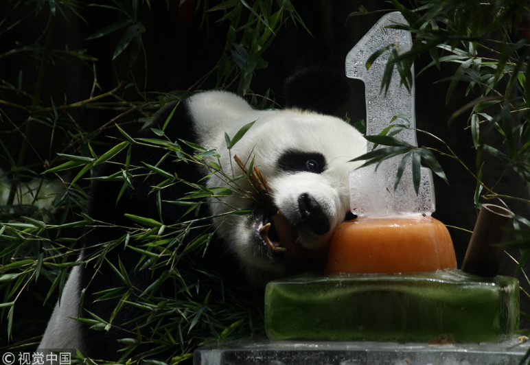 中國大熊貓落戶印尼滿一年 動物園準(zhǔn)備“蛋糕”慶祝