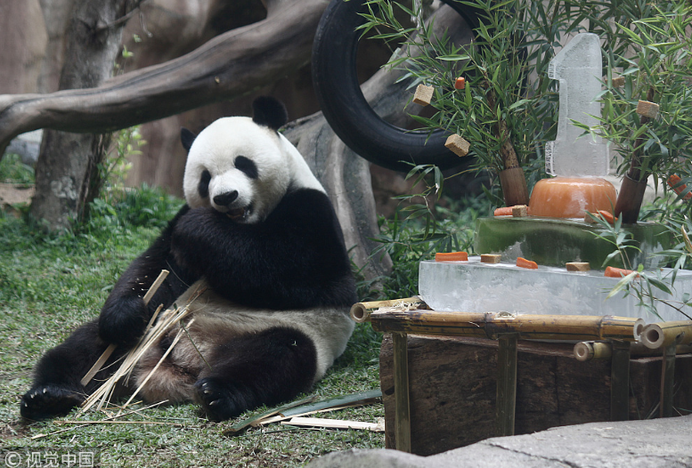 中國大熊貓落戶印尼滿一年 動物園準(zhǔn)備“蛋糕”慶祝