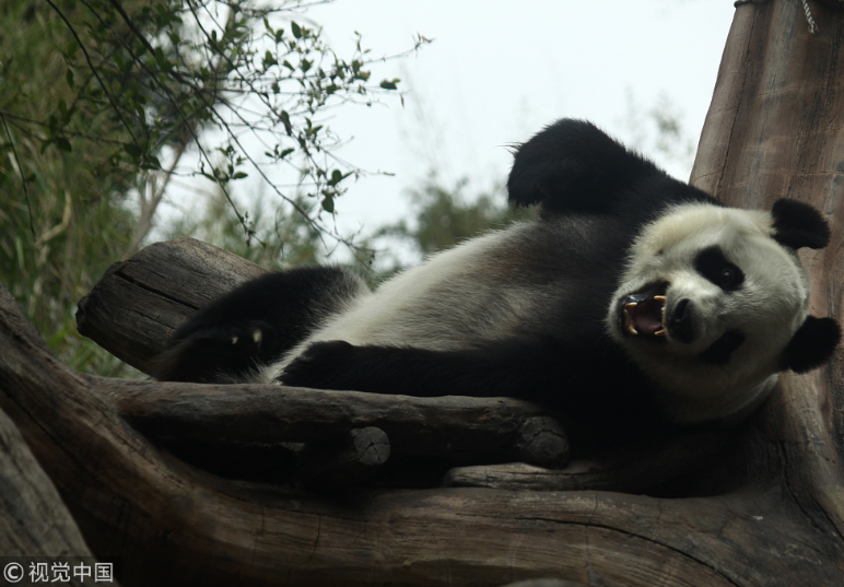 中國大熊貓落戶印尼滿一年 動物園準(zhǔn)備“蛋糕”慶祝