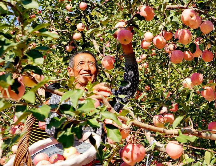 金秋碩果富農家