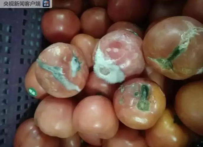上海1年學費近10萬的學校食堂后廚番茄長綠毛