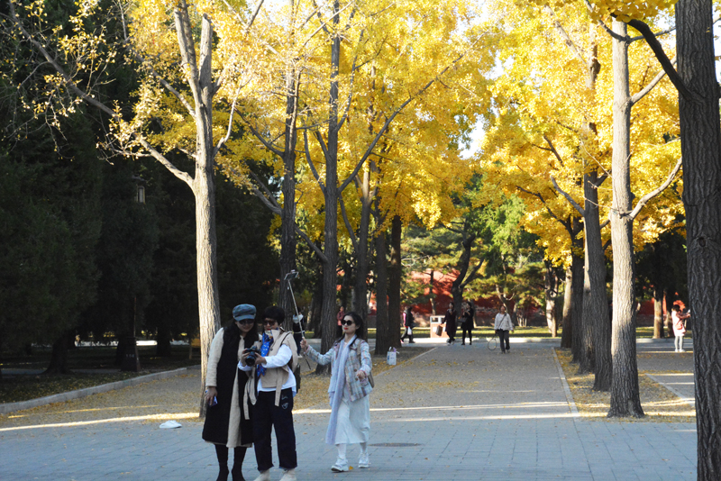 地壇公園——銀杏大道