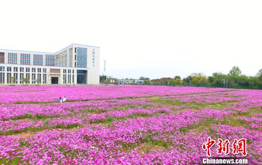 壯觀、粉色浪漫花海 