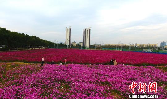 江西一高?，F粉色浪漫花海場面壯觀