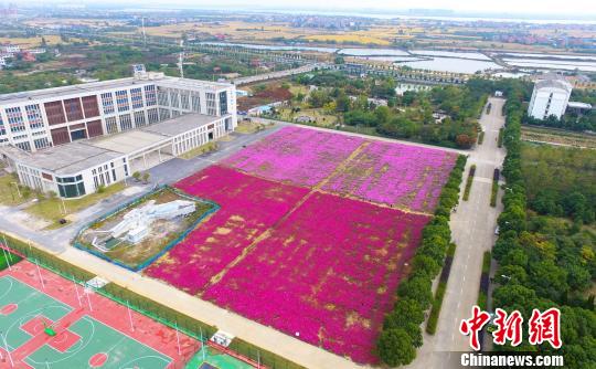 壯觀、粉色浪漫花海 