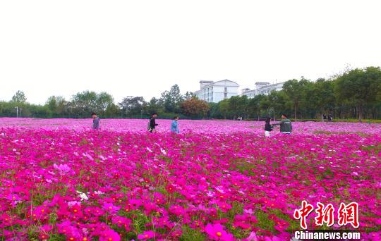壯觀、粉色浪漫花海 