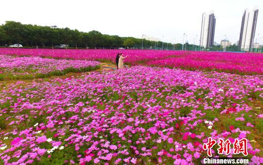 壯觀、粉色浪漫花海 