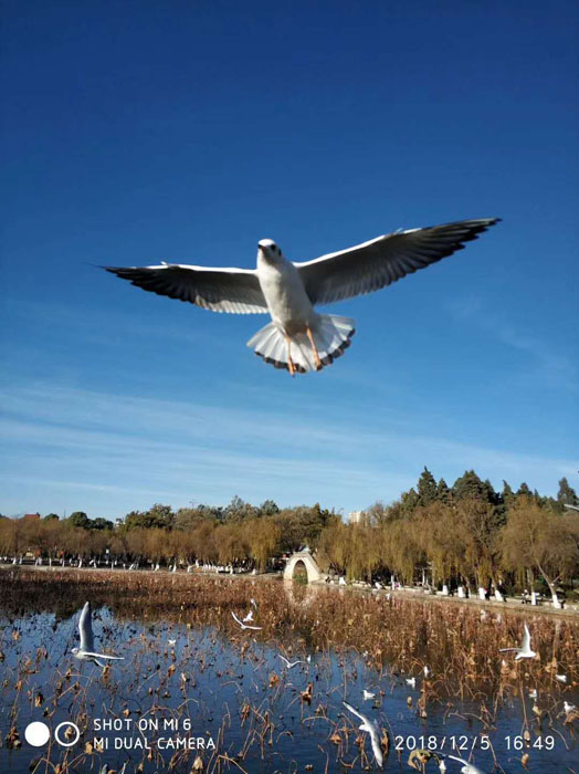 云南昆明大觀公園的海鷗——任彤手機拍圖