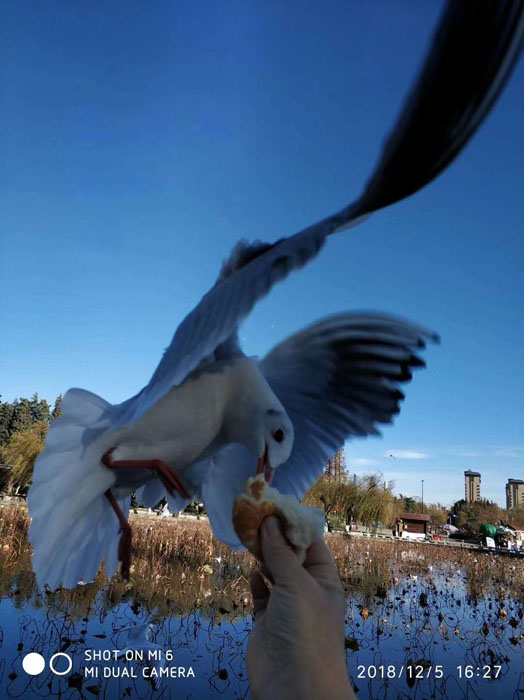 云南昆明大觀公園的海鷗——任彤手機拍圖