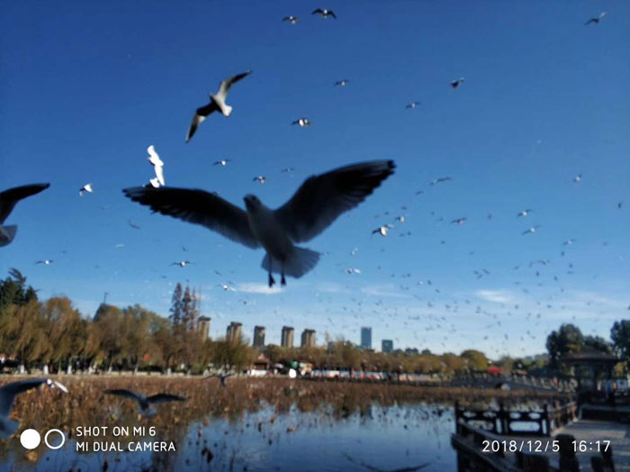 云南昆明大觀公園的海鷗——任彤手機拍圖