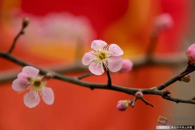 春天來了！京城六大賞梅地芬芳你的初春
