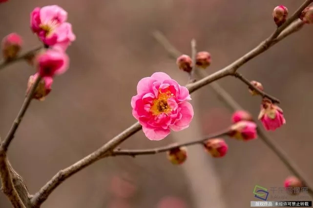 春天來了！京城六大賞梅地芬芳你的初春