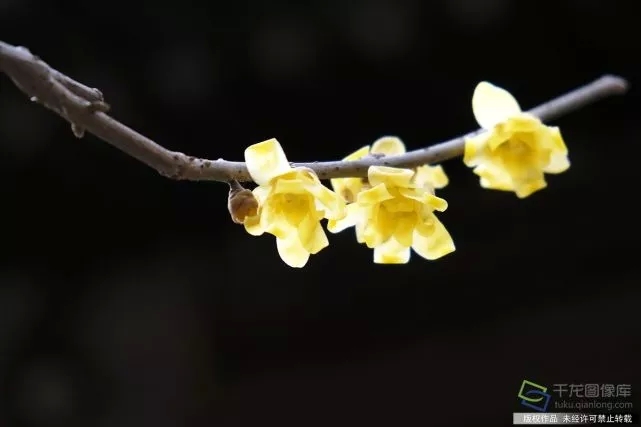 春天來了！京城六大賞梅地芬芳你的初春