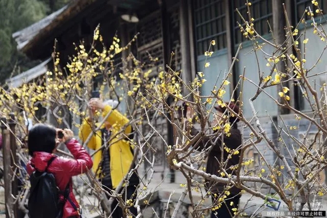 春天來了！京城六大賞梅地芬芳你的初春