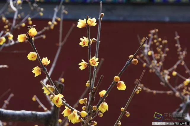 春天來了！京城六大賞梅地芬芳你的初春