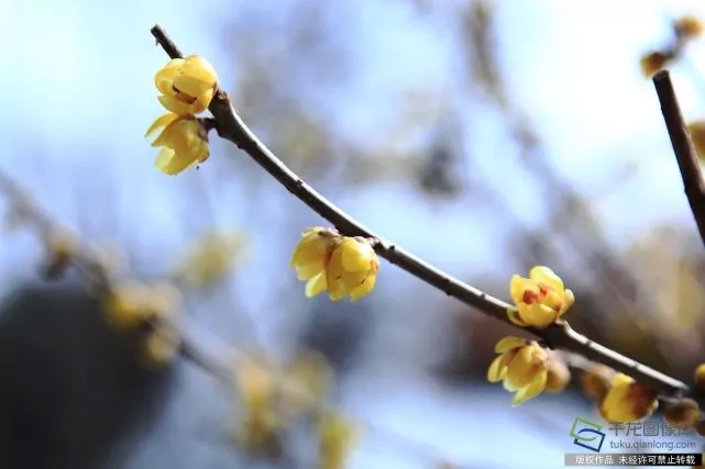 春天來了！京城六大賞梅地芬芳你的初春