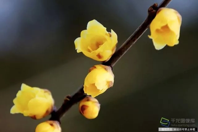春天來了！京城六大賞梅地芬芳你的初春