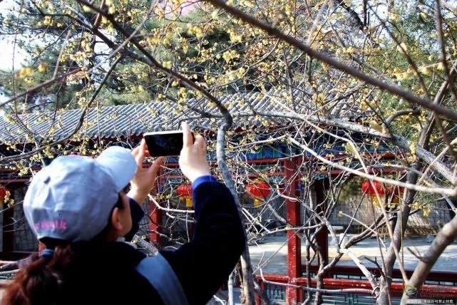 春天來了！京城六大賞梅地芬芳你的初春