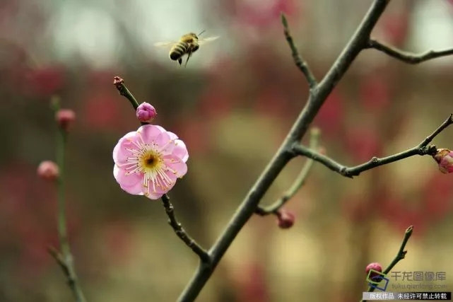 春天來了！京城六大賞梅地芬芳你的初春