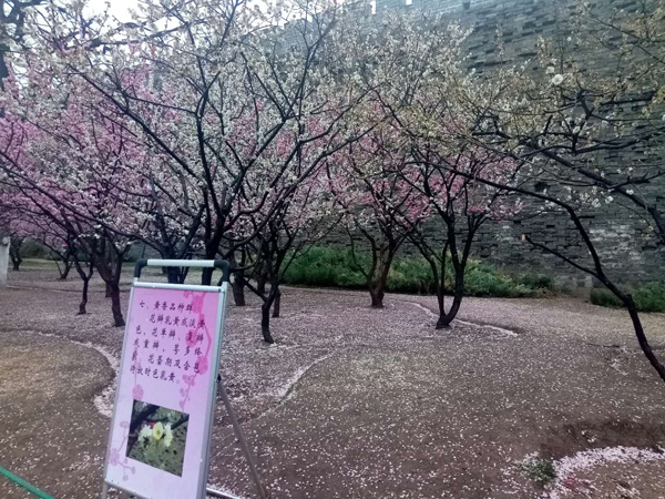 墻頭柳色千般翠 雨里梅花分外嬌——明城墻遺址公園