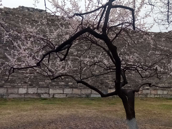 墻頭柳色千般翠 雨里梅花分外嬌——明城墻遺址公園