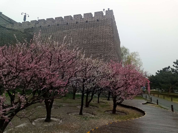 墻頭柳色千般翠 雨里梅花分外嬌——明城墻遺址公園
