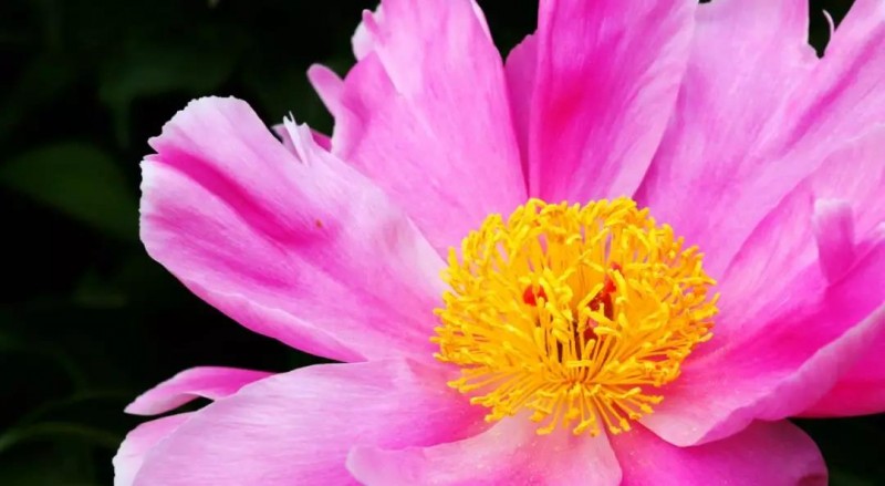 芍藥 | 光影圓明 醉春風