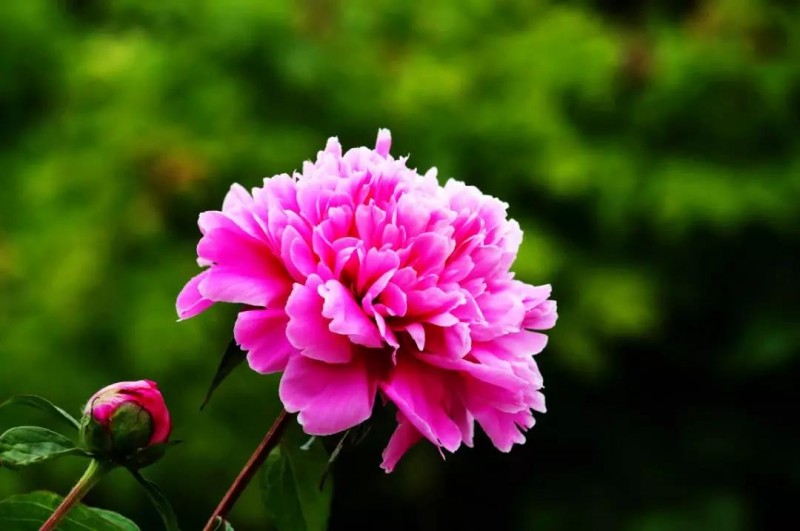 芍藥 | 光影圓明 醉春風