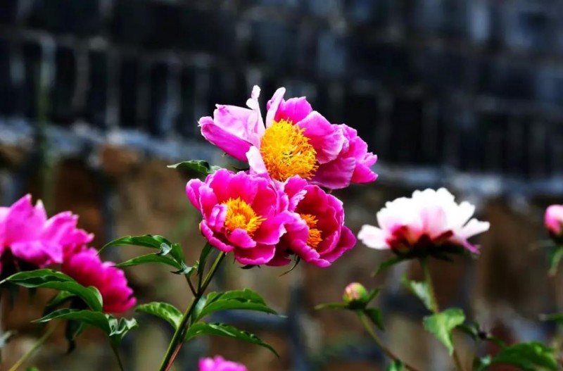 芍藥 | 光影圓明 醉春風