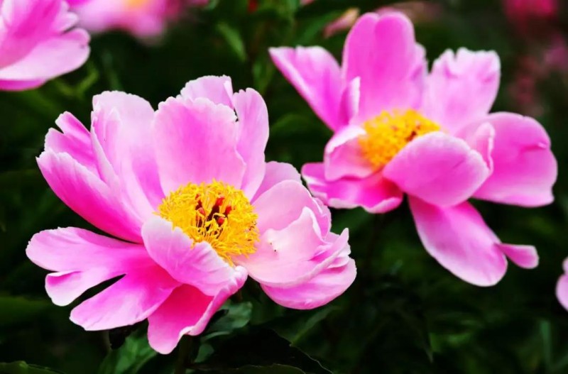 芍藥 | 光影圓明 醉春風