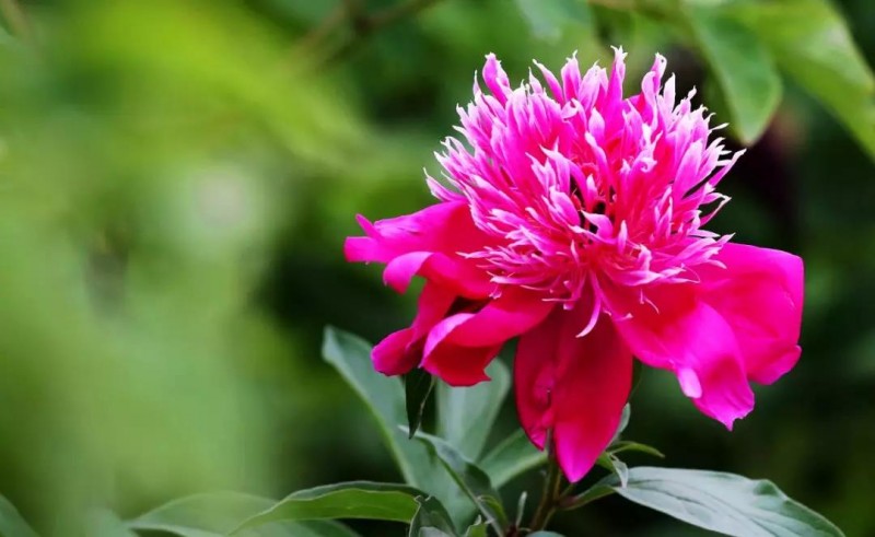 芍藥 | 光影圓明 醉春風