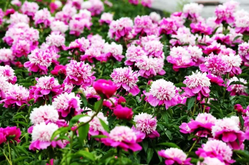 芍藥 | 光影圓明 醉春風