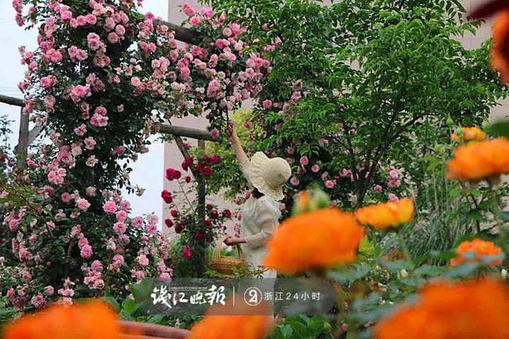 羨慕！他為妻子打造500多種植物花園，只為結(jié)婚時一個許諾！