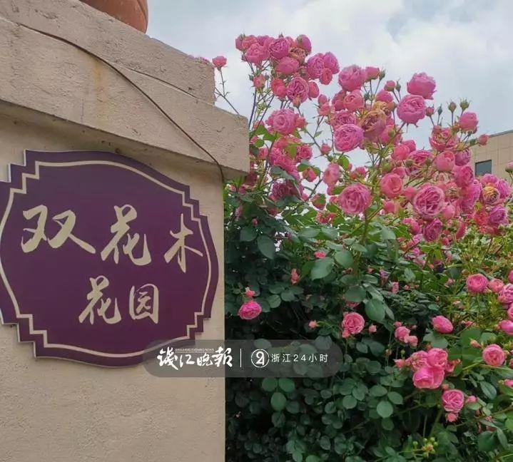 羨慕！他為妻子打造500多種植物花園，只為結(jié)婚時一個許諾！