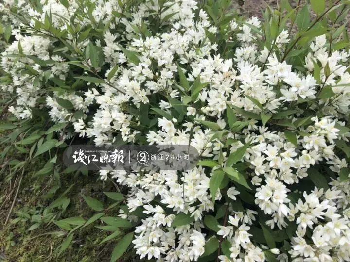 羨慕！他為妻子打造500多種植物花園，只為結(jié)婚時一個許諾！