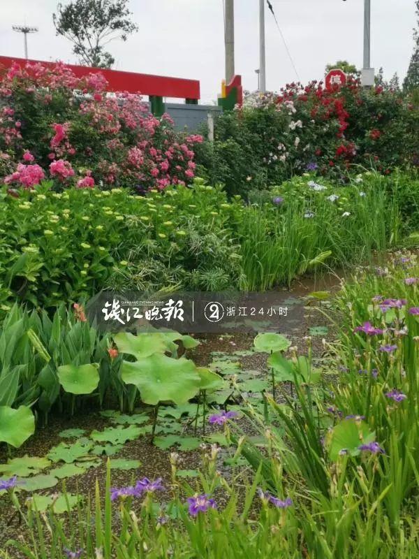 羨慕！他為妻子打造500多種植物花園，只為結(jié)婚時一個許諾！