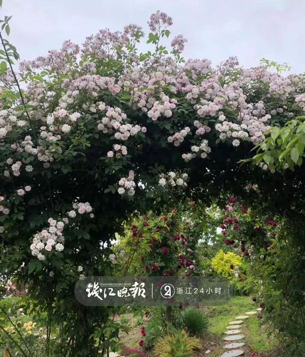 羨慕！他為妻子打造500多種植物花園，只為結(jié)婚時一個許諾！