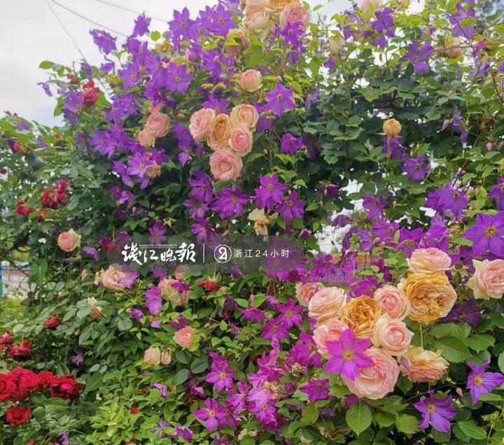 羨慕！他為妻子打造500多種植物花園，只為結(jié)婚時一個許諾！