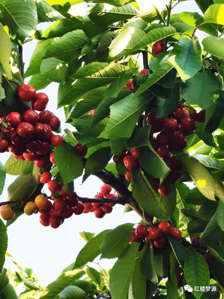 2019紅樓夢源吟詩節(jié)開幕式暨紀念曹雪芹誕辰305年櫻桃宴在海淀溫泉白家疃黛玉櫻桃園舉辦