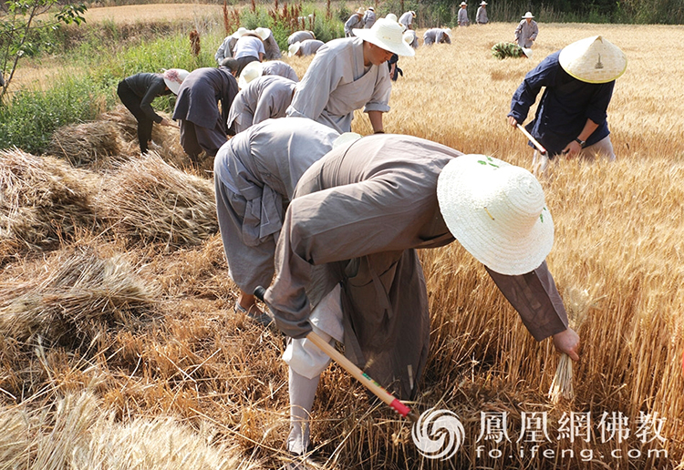 又是一年豐收季！嵩山少林寺僧眾揮鐮收割小麥