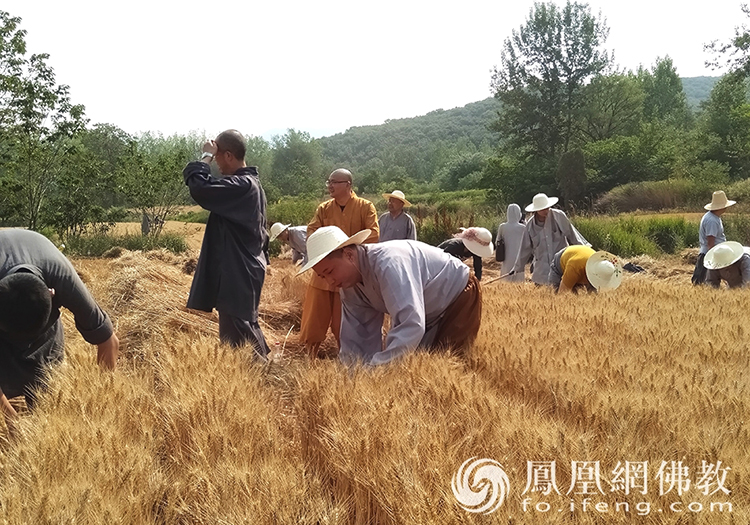 又是一年豐收季！嵩山少林寺僧眾揮鐮收割小麥