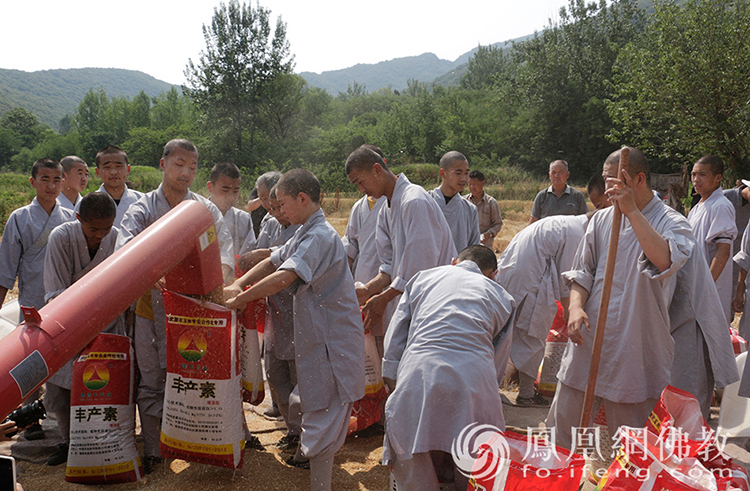 又是一年豐收季！嵩山少林寺僧眾揮鐮收割小麥