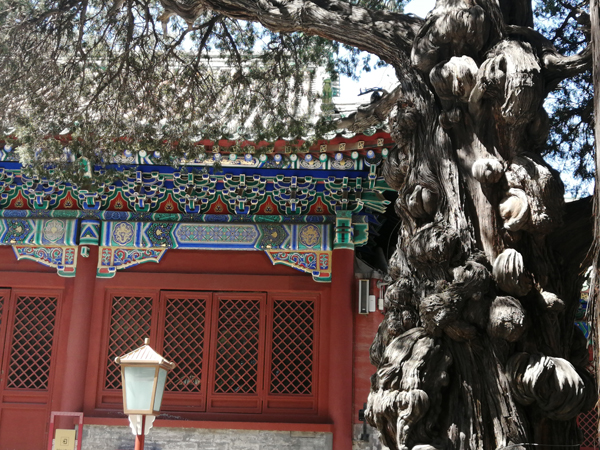 初秋艷陽下的國子監(jiān)與孔廟