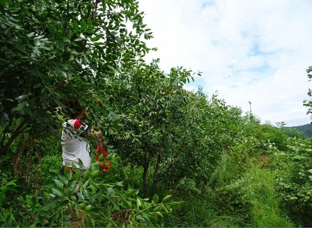 安徽太湖縣春草愛心聯(lián)盟慈善協(xié)會(huì)會(huì)員走進(jìn)金夢(mèng)灣生態(tài)農(nóng)莊