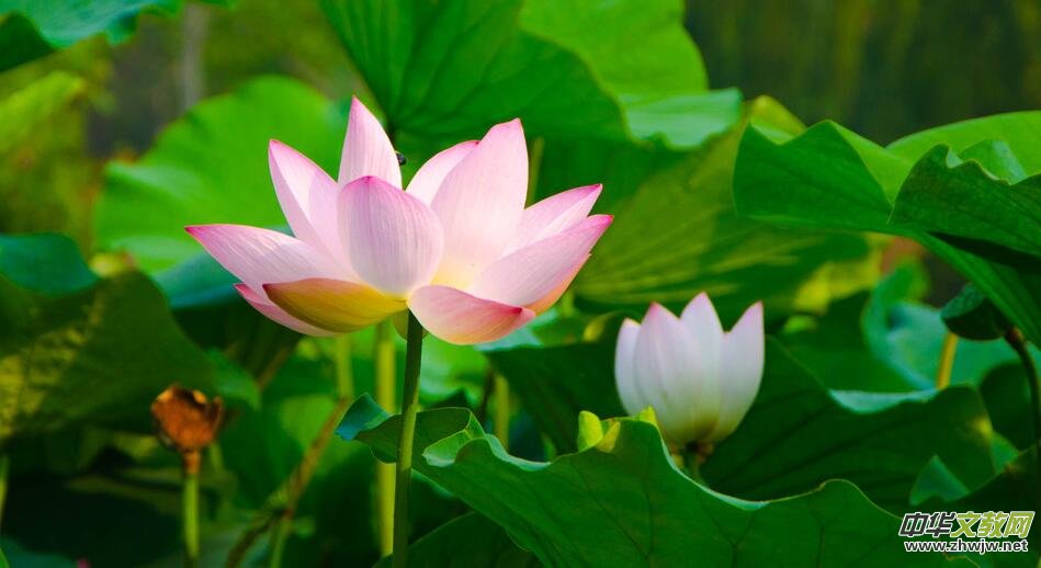 牽牛花(外四首) 文/花兒朵朵