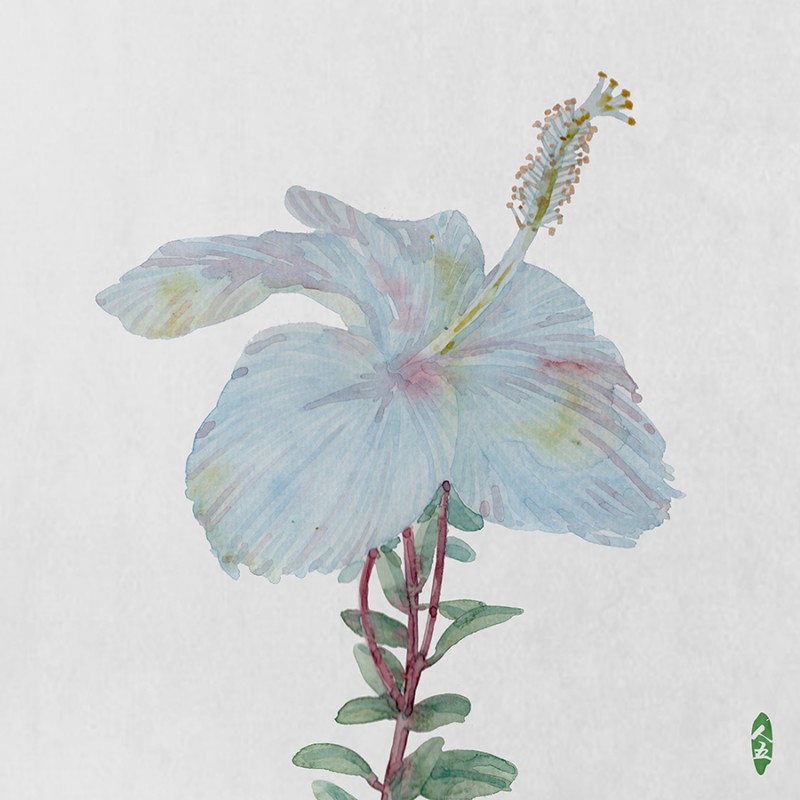 人五:畫了上百種水彩植物的插畫師