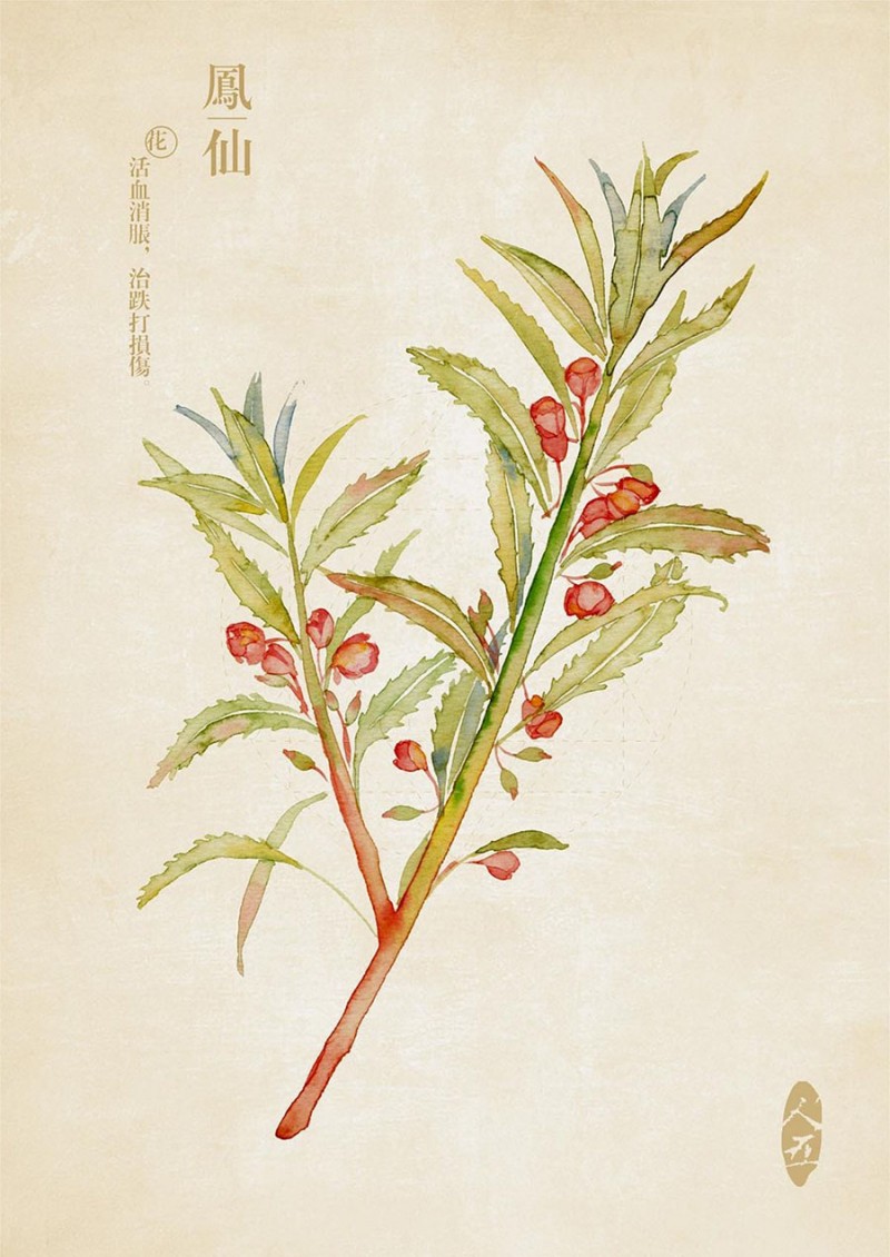 人五:畫了上百種水彩植物的插畫師
